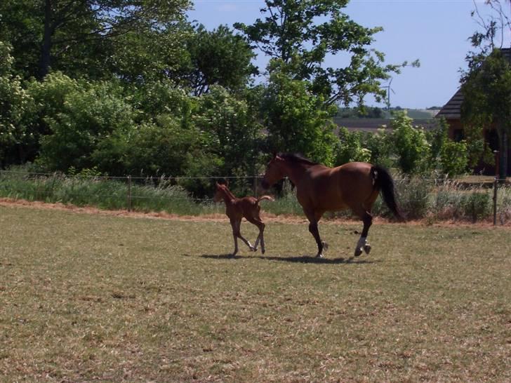 Dansk Varmblod Grusgård's Zorano billede 12