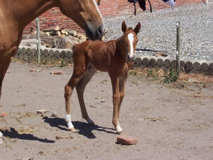 Dansk Varmblod Grusgård's Zorano billede 13