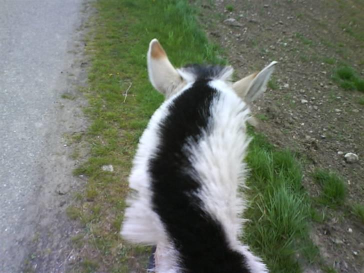 Fjordhest Theodor.. (Solgt) billede 14