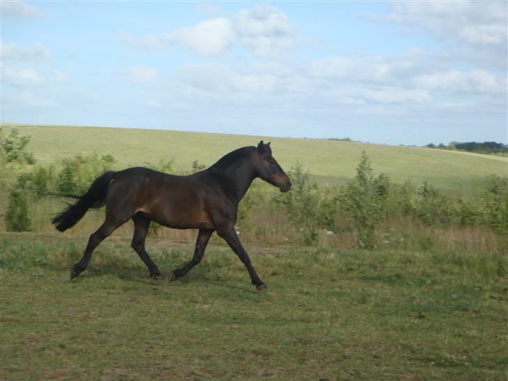 Anden særlig race skipper *Pensioneret - skipper på fold (: billede 10