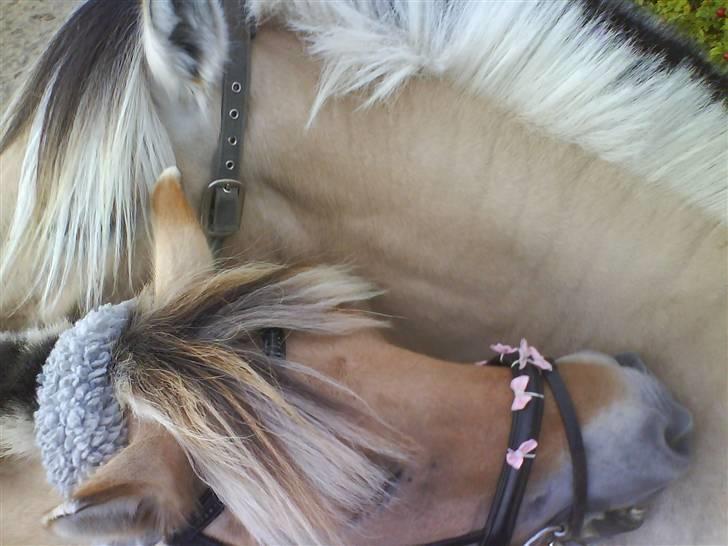 Fjordhest Theodor.. (Solgt) - Gensynsglæde..!! (Theodor og Allis) billede 15