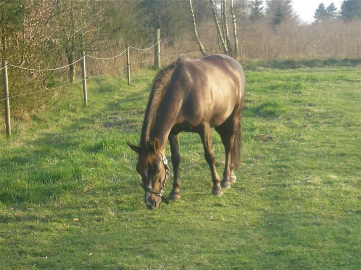 Anden særlig race Ofelia <3 - Super godt billede af prinsessen!<3  billede 1