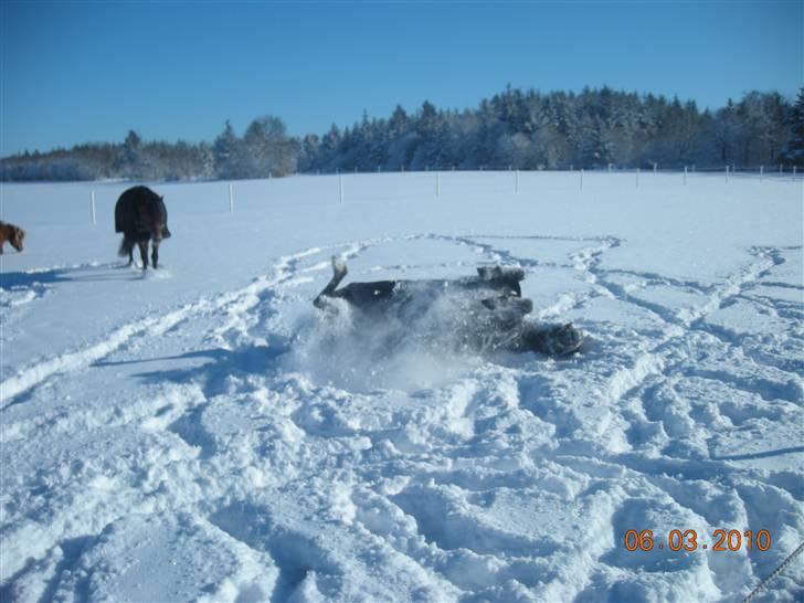 Anden særlig race Ofelia <3 - Dejlige pony<3 billede 2