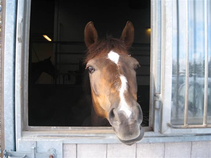 Anden særlig race Ofelia <3 - Søde dejlige Ofelia:-* billede 3