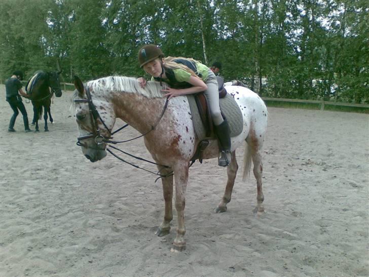 Appaloosa Carlo billede 14
