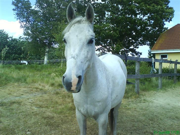 Arabisk fuldblod (OX) Equador. SOLGT. - Velkommen til Equadors profil :-) billede 1