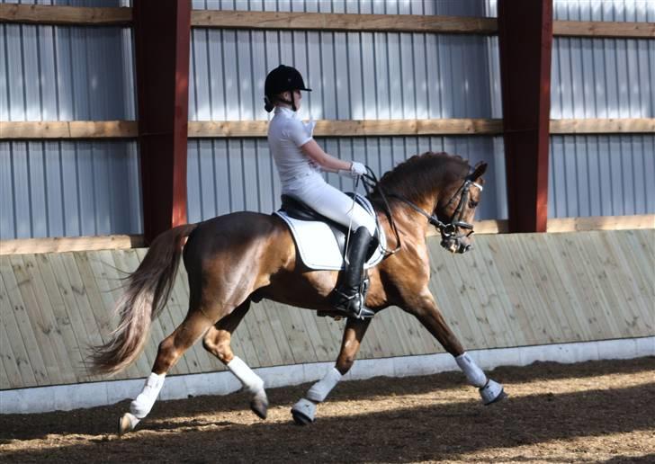 Tysk Sportspony Dancer 94 - opvarmning i skovly. fotograf: Mille L.Warncke billede 4