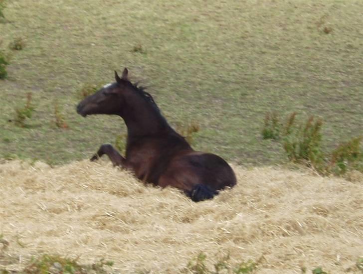 Dansk Varmblod Albert SOLGT - Juni 2008.  billede 17