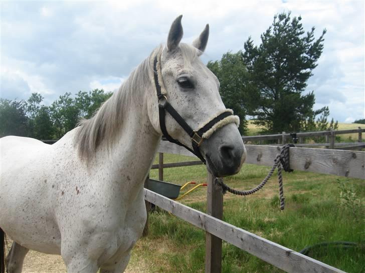 Arabisk fuldblod (OX) Equador. SOLGT. - 30. Juni 2008. Hygge inden træning :-) billede 17