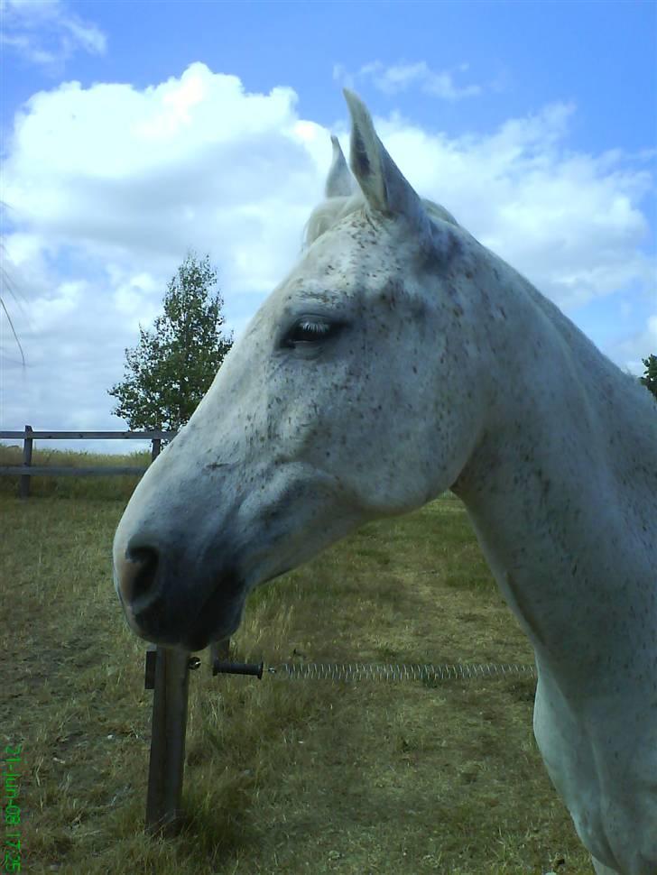 Arabisk fuldblod (OX) Equador. SOLGT. - Juni 2008. Lige da jeg fik Equador :-) billede 18