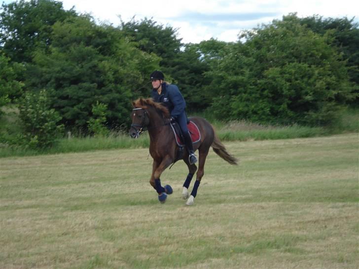 Tysk Sportspony Dancer 94 - Galop påmarken i egernsund ;p fotograf; Mor billede 6