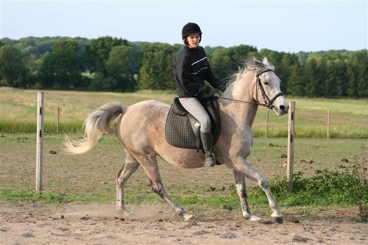 Arabisk fuldblod (OX) Chelima OX 2865 billede 6