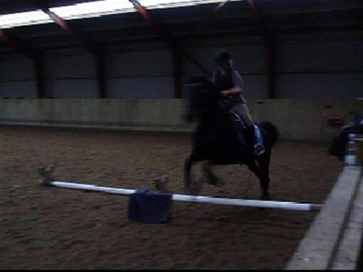 Anglo Araber (AA) Elicia - og et lille spring<3 billede 7