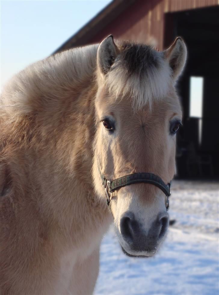 Fjordhest Ricky Lærkedal - Smukke.. Ricky <3  billede 19