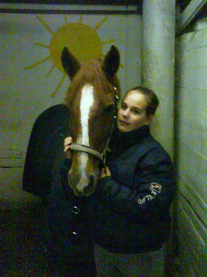 Welsh Cob (sec D) Hwylog Meleri - *RIP* - Velkommen til Hwylog Meleri´s profil :) billede 1