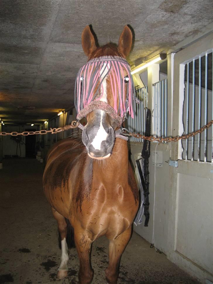 Welsh Cob (sec D) Hwylog Meleri - *RIP* billede 2