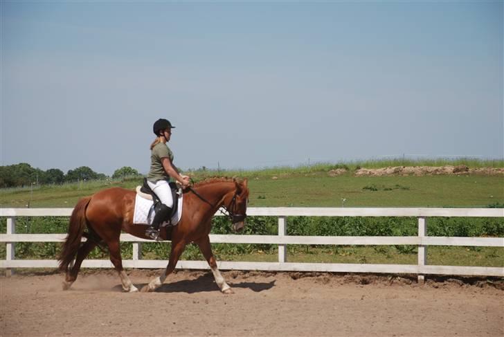 Welsh Cob (sec D) Hwylog Meleri - *RIP* billede 3