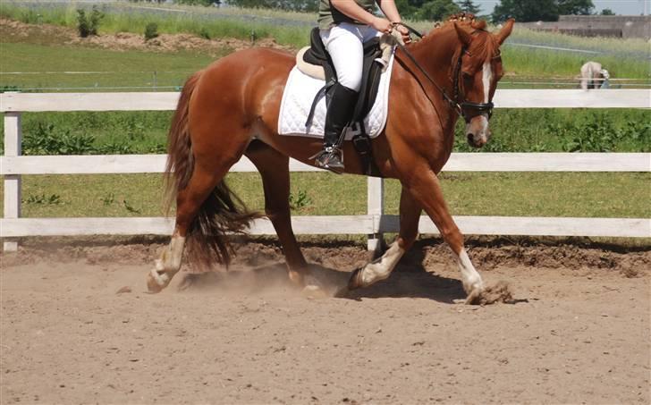 Welsh Cob (sec D) Hwylog Meleri - *RIP* billede 4