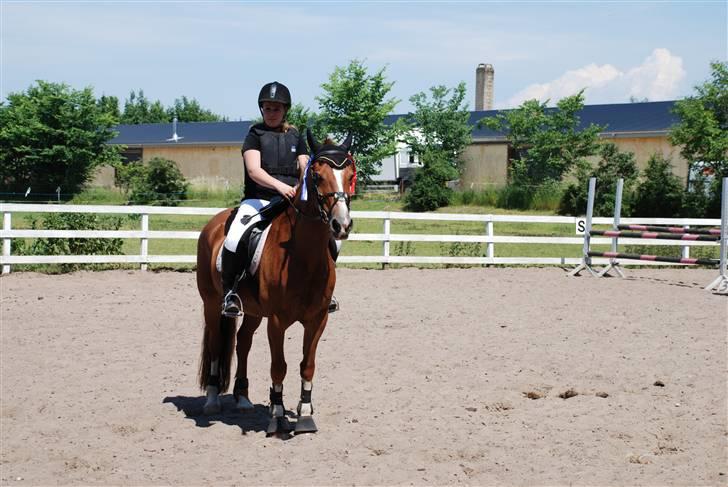 Welsh Cob (sec D) Hwylog Meleri - *RIP* billede 5