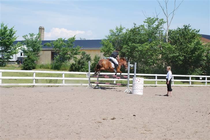 Welsh Cob (sec D) Hwylog Meleri - *RIP* billede 6