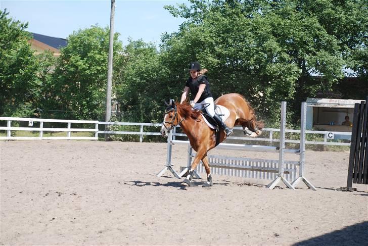 Welsh Cob (sec D) Hwylog Meleri - *RIP* billede 7