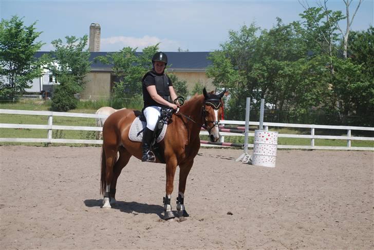 Welsh Cob (sec D) Hwylog Meleri - *RIP* billede 8