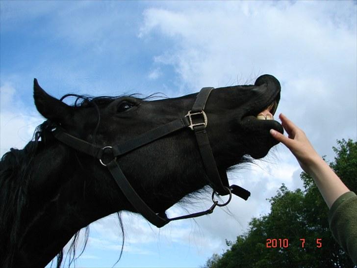 Frieser | Mema | - velkommen billede 2