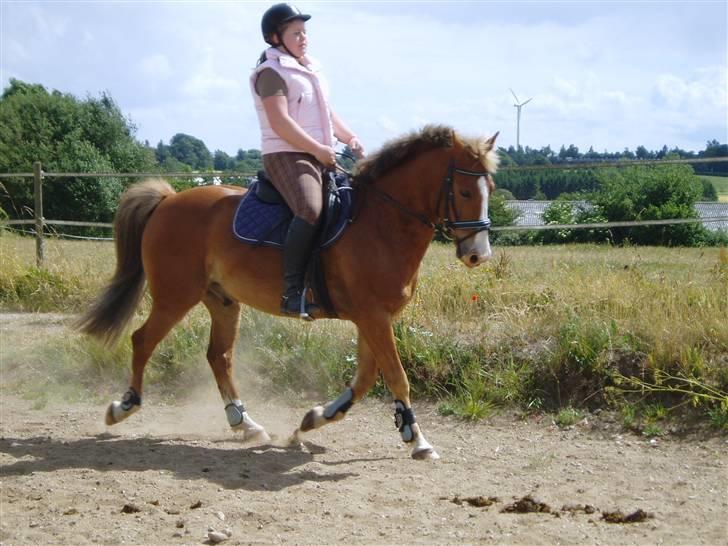 Anden særlig race Lukas / Solgt! :'(  .../  - Dressur 16/6 billede 6