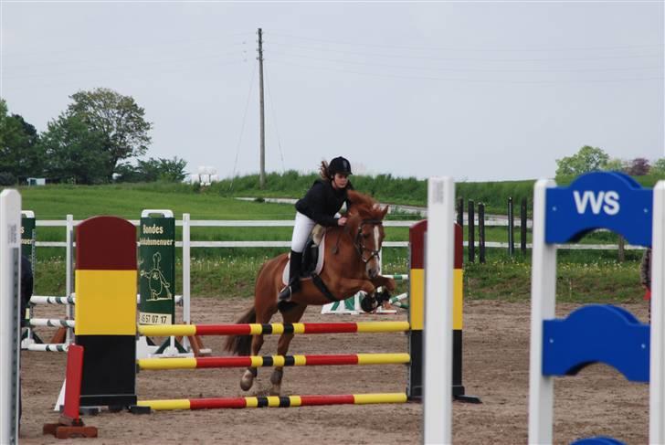 Welsh Cob (sec D) Hwylog Meleri - *RIP* billede 9
