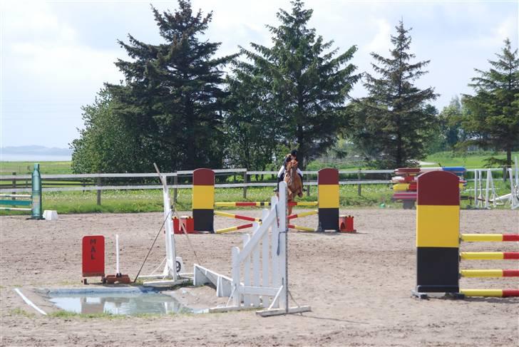 Welsh Cob (sec D) Hwylog Meleri - *RIP* billede 10