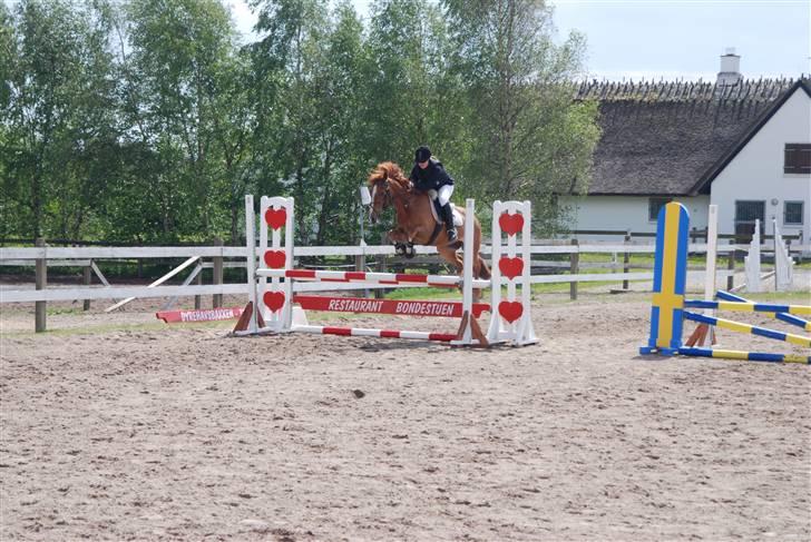 Welsh Cob (sec D) Hwylog Meleri - *RIP* billede 11