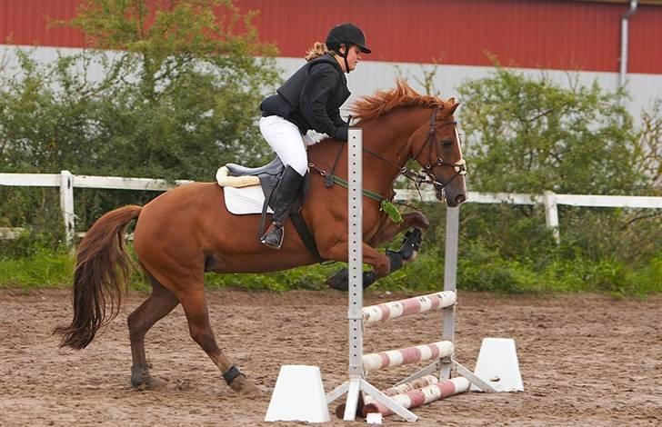 Welsh Cob (sec D) Hwylog Meleri - *RIP* billede 12