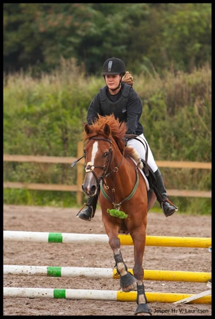Welsh Cob (sec D) Hwylog Meleri - *RIP* billede 13