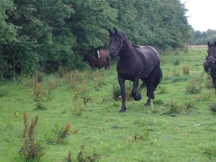 Frieser | Mema | - Hjemme på folden med alle de andre billede 6