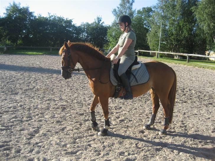 Welsh Cob (sec D) Hwylog Meleri - *RIP* billede 14