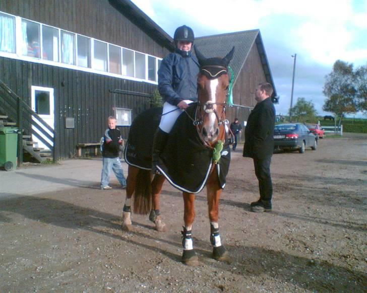 Welsh Cob (sec D) Hwylog Meleri - *RIP* billede 15