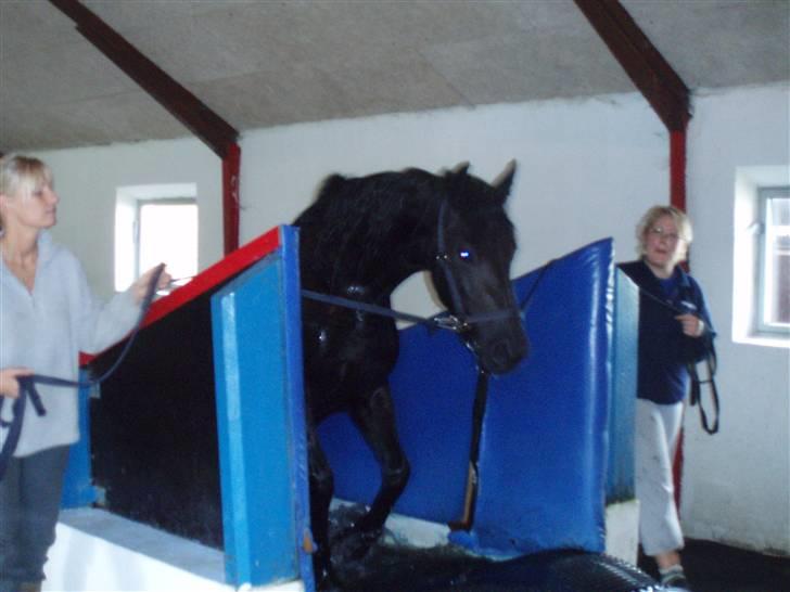 Frieser | Mema | - Svømning inden kåring 2007 billede 7