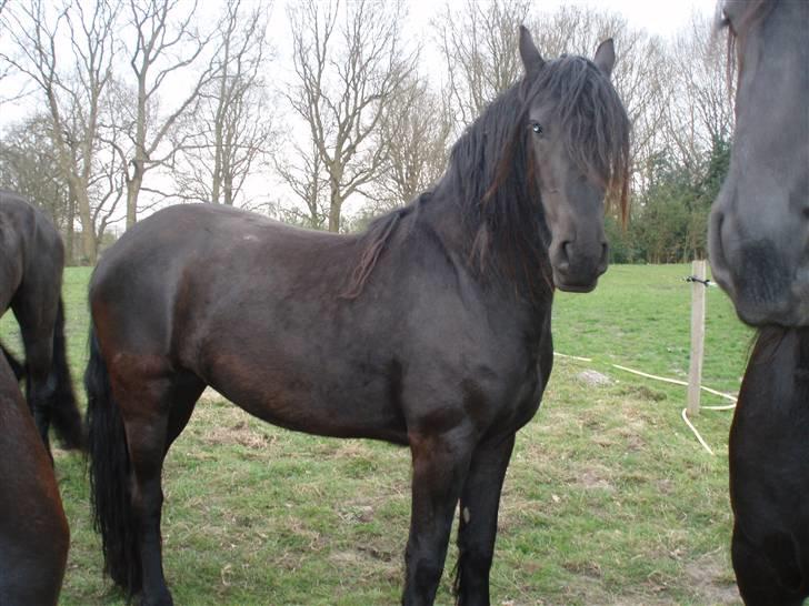 Frieser | Mema | - Holland 2007 billede 10