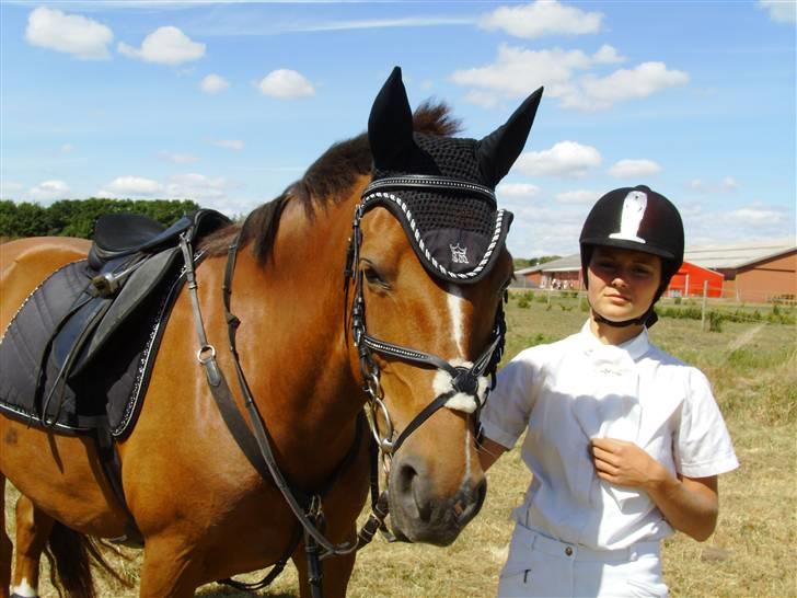 Welsh Partbred (Sec F) Siem´s Patricia billede 6