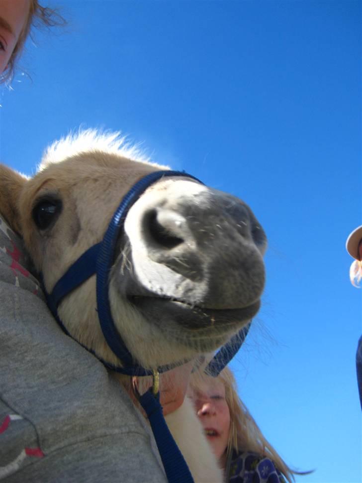 Fjordhest skovfryds My <33 Halsnæs - Uhha Det klør lidt,  billede 9