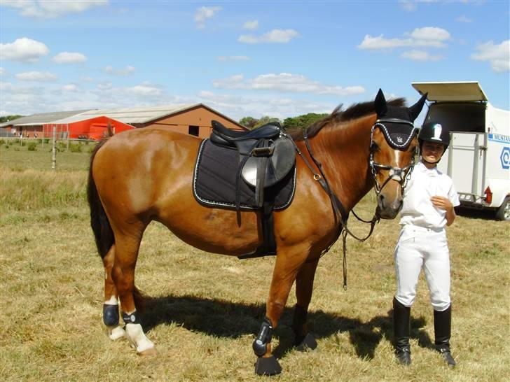 Welsh Partbred (Sec F) Siem´s Patricia billede 7