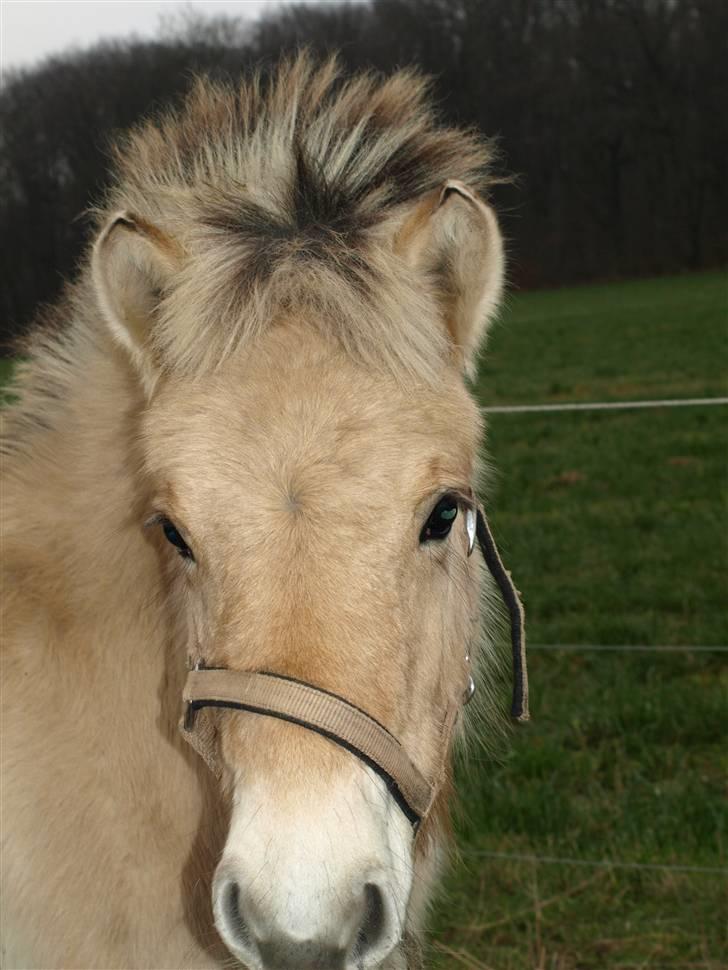 Fjordhest skovfryds My <33 Halsnæs - ´<3<3 billede 10
