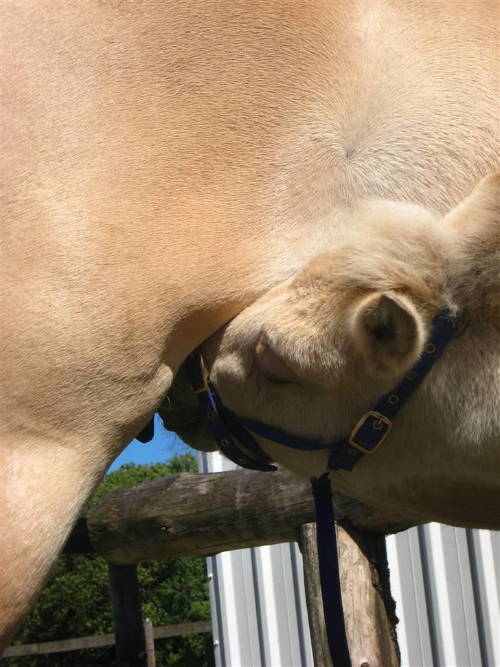 Fjordhest skovfryds My <33 Halsnæs - mmmmmmmmmmm:P billede 11