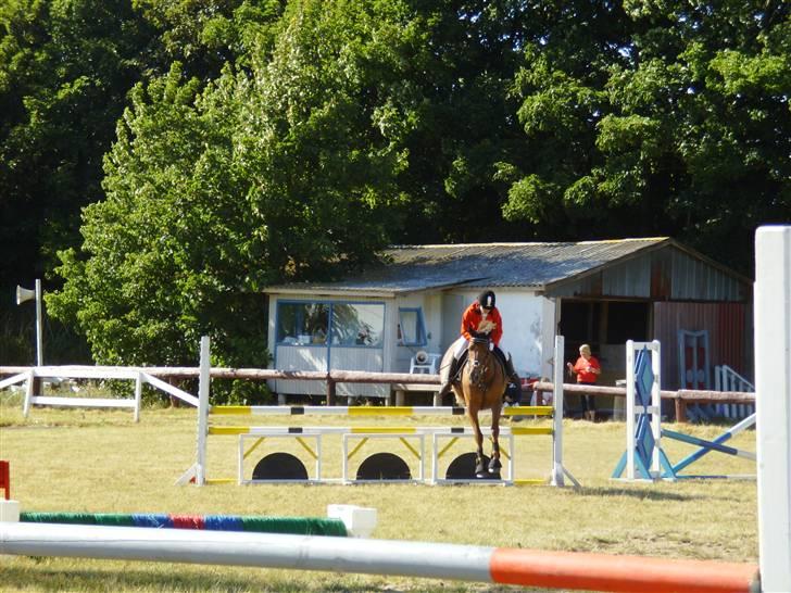 Welsh Partbred (Sec F) Siem´s Patricia billede 8
