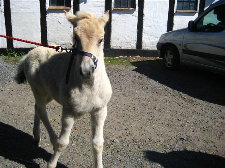 Fjordhest skovfryds My <33 Halsnæs - uhha du vil bare ud på ride banen hva´ billede 12