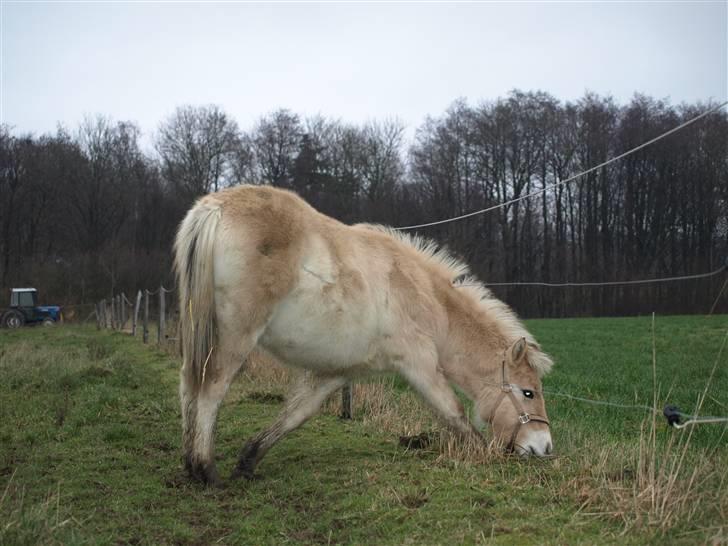 Fjordhest skovfryds My <33 Halsnæs - prøver at kommer under hegnet ? eller ud fra folden :D billede 13