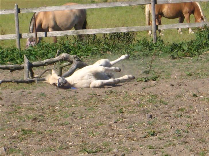 Fjordhest skovfryds My <33 Halsnæs - Uhha Rulle :P billede 14