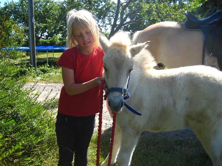 Fjordhest skovfryds My <33 Halsnæs - Katrine og My <33 billede 15