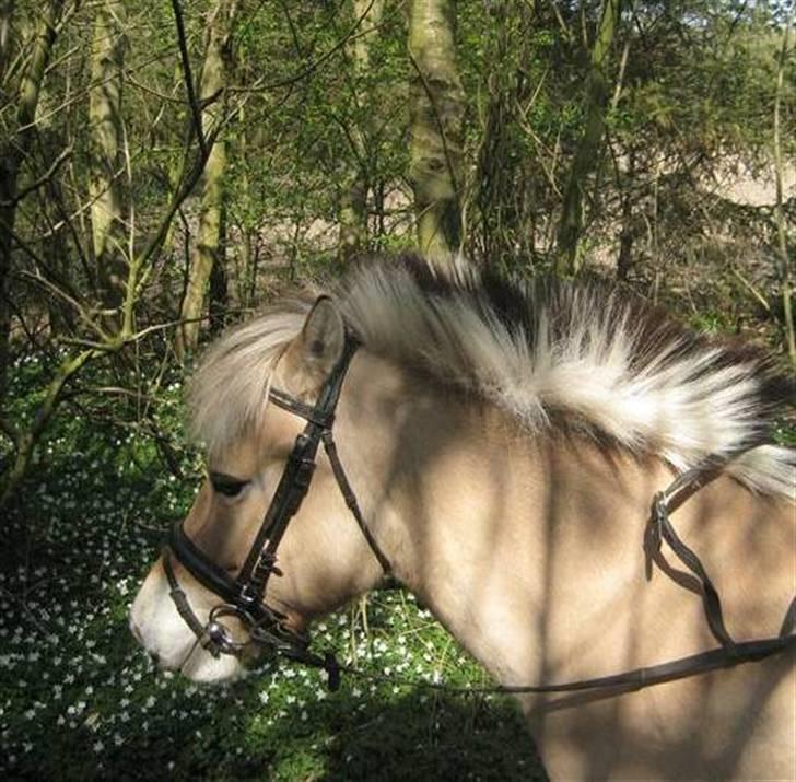 Fjordhest S.F. Mizty Halsnæs *SOLGT - i skovenn :) billede 18