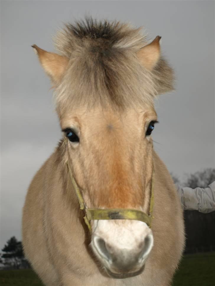 Fjordhest S.F. Mizty Halsnæs *SOLGT - Smukke PÅ fold billede 19
